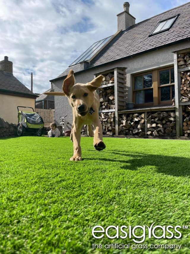 dog running across Easigrass artificial back garden