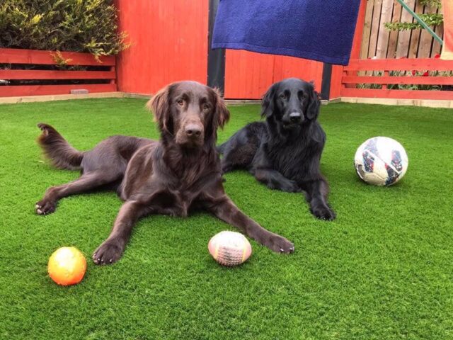 calm dogs laying on Easigrass artificial back garden