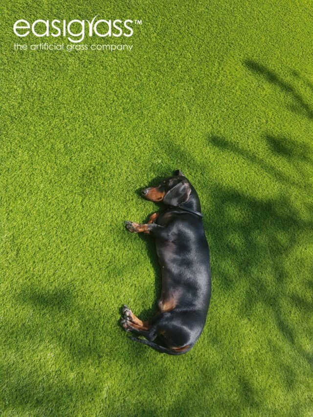sleeping dog on Easigrass artificial grass